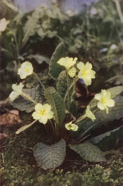 Divoké květiny: Primrose (barevné foto) od Charles Essenhigh Corke