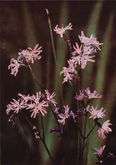 Divoké květiny: Ragged Robin (barevné foto) od Charles Essenhigh Corke