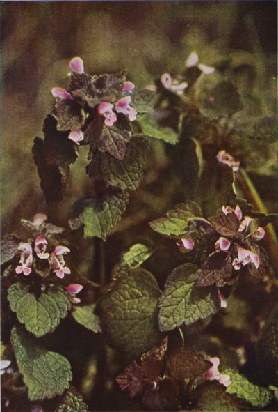 Divoké květiny: Red Dead Nettle (barevné foto) od Charles Essenhigh Corke