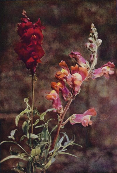 Divoké květiny: Snapdragon (barevná fotografie) od Charles Essenhigh Corke