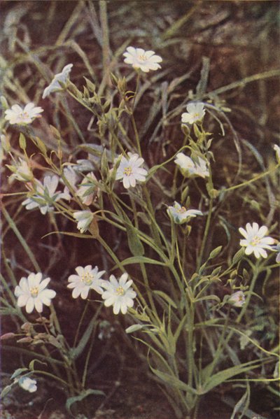 Divoké květiny: Stitchwort (barevné foto) od Charles Essenhigh Corke