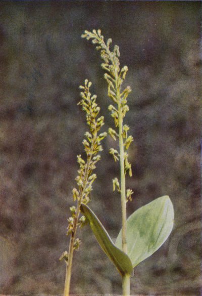 Divoké květiny: Twayblade (barevné foto) od Charles Essenhigh Corke