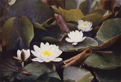Divoké květiny: White Water Lily (barevné foto) od Charles Essenhigh Corke