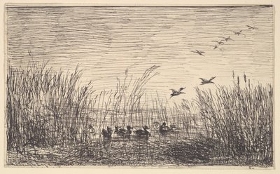Ducks in the Marshes, [1862], přetištěno 1921. od Charles Francois Daubigny
