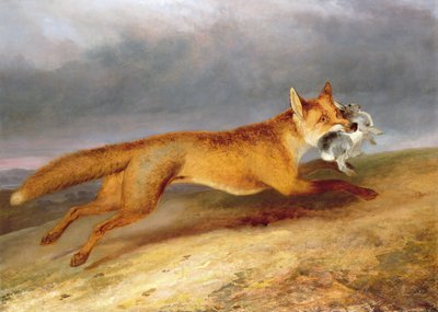 Liška odchází s králíkem od Charles Hancock