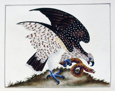 Dravý pták s hadem, 1808-21 od Charles Hayes
