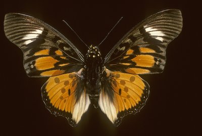 Akraeoidní znaky od Augustus Kollner
