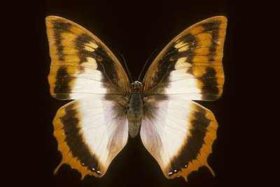 Azota protoclea charaxes od Augustus Kollner