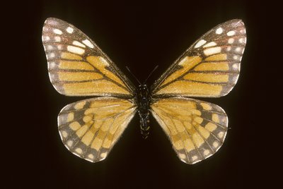 Baronia brevicornis od Augustus Kollner