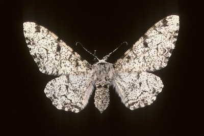 Betularia biston/Birch Phalene od Augustus Kollner