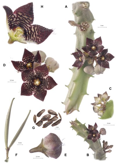 Botanická deska/Apteranthes joannis od Augustus Kollner