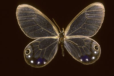 Cithaerias esmeralda/Esmeralda od Augustus Kollner