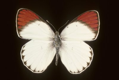 Colotis danae/Crimson od Augustus Kollner