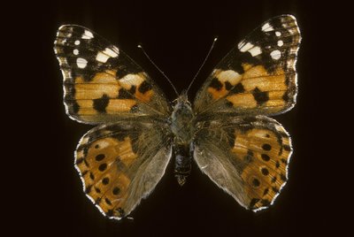 Cynthia cardui/Nevlastní dcera/Vanesse z Bodláků od Augustus Kollner