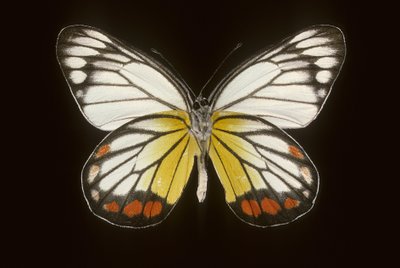 Delias hyparete/Muž od Augustus Kollner