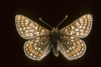 Euradryas aurinia od Augustus Kollner