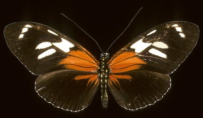 Heliconius burneyi catherina/Heliconie od Augustus Kollner