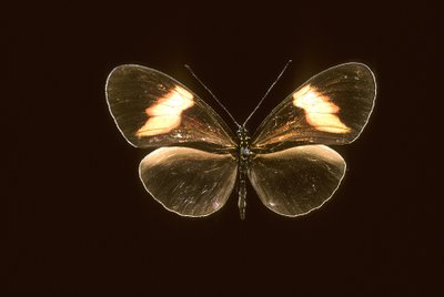 Heliconius melpomene/Heliconie melpomene od Augustus Kollner