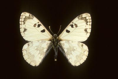Hypermnestra helios od Augustus Kollner