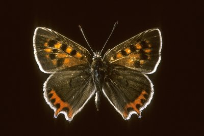 Lycaena phlaeas/měď obecná od Augustus Kollner