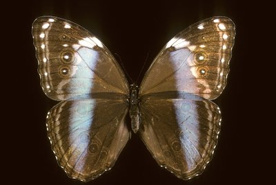 Morpho Achilles/Žena od Augustus Kollner