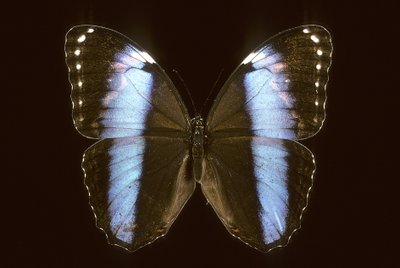 Morpho Achilles/Muž od Augustus Kollner