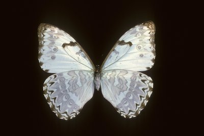 Morpho catenarius od Augustus Kollner