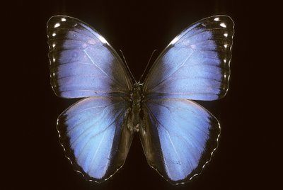 Morpho vitrea od Augustus Kollner