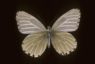 Mylothris humblot od Augustus Kollner