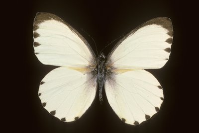 Mylothris od Augustus Kollner