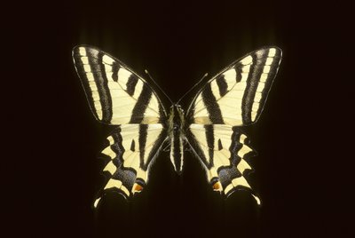 Papilio alexanor/Alexanor od Augustus Kollner
