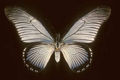 Papilio zalmoxis/Plachetnice modrá od Augustus Kollner