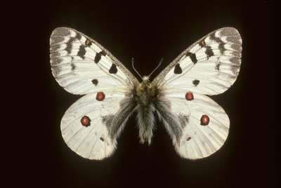 Parnassius phoebus/Apollo malá od Augustus Kollner