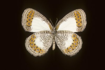 Physcaeneura leda od Augustus Kollner