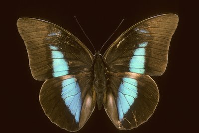 Prepona houseophora vyhynulá od Augustus Kollner