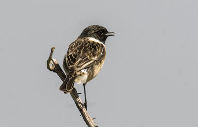 Saxicola torquata/Dawler/Common Stonechat od Augustus Kollner