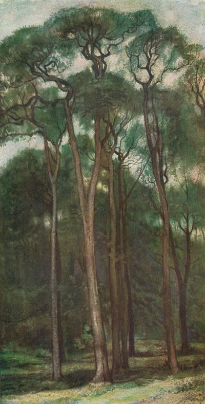 Studium stromů, c1900 1903-1904 od Charles Holroyd