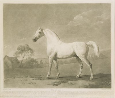 Mambrino, podle George Stubbse, 1788 (mezzotinta) od Charles Howard Hodges