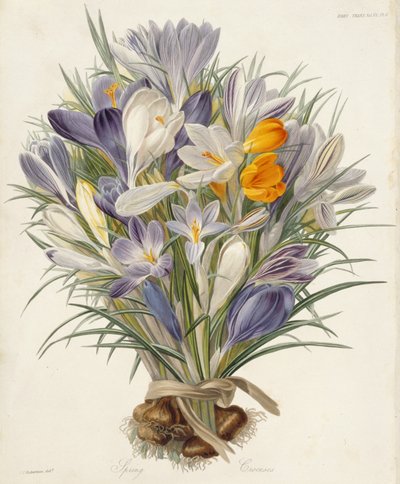 Jarní krokusy, deska z Transactions of the Horticultural Society, Londýn, sv. VII, 1830 (ručně kolorovaná rytina) od Charles John Robertson