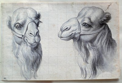 Studie dvou velbloudích hlav Kresba Charlese Lebruna (Le Brun) (1619-1690) 17. stol. Ztlumit. 0,22 x 0,32 m. Paříž, muzeum Louvre od Charles Le Brun