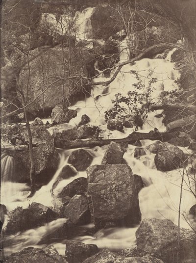 [Stromy a vodopády], 1860-65. od Charles Nègre