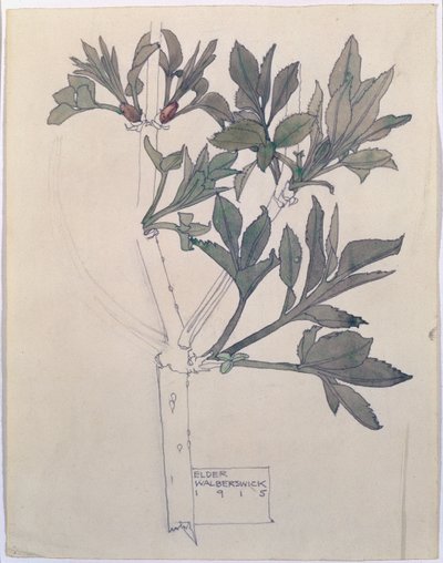 Elder, Walberswick, 1915 (wc a tužka na papíře) od Charles Rennie Mackintosh