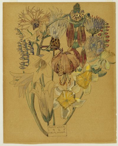 Mont Louis - Květinová studie, 1925 od Charles Rennie Mackintosh