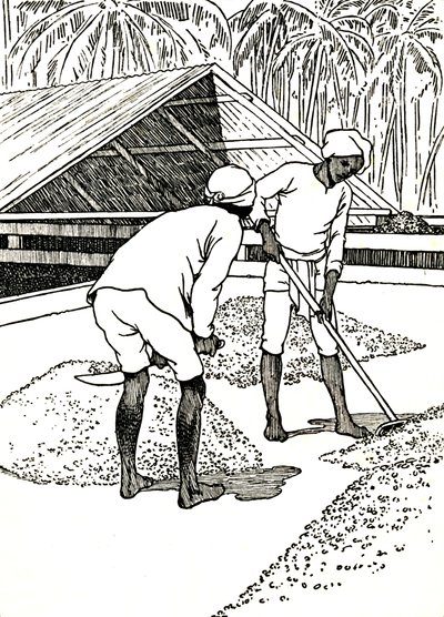 Sušení kakaa, 1912 od Charles Robinson