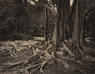 Rubber Tree, Assam, Indie Ficus Elastica, c.1880s. od Charles T. Scowen