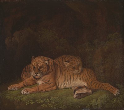 tygři od Charles Towne