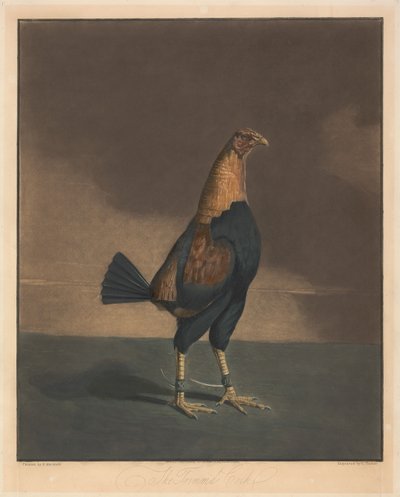 Kohoutí zápasy [dvojice]:  2. Ošetřený kohout od Charles Turner