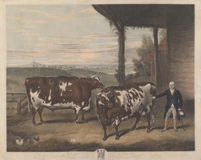 Dva durhamští voli od Charles Turner