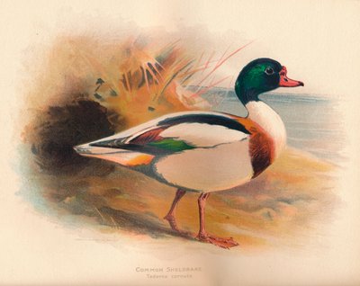 Sheldrake Tadorna cornuta, 1900, 1900 od Charles Whymper