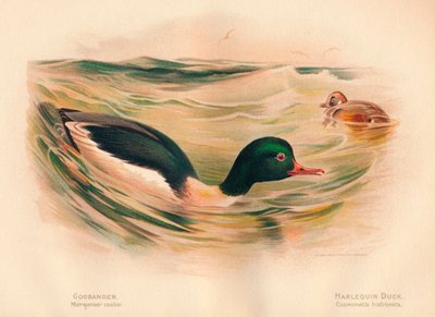 Goosander Merganser kolečko, harlekýnská kachna Cosmonetta histrionica, 1900, 1900 od Charles Whymper